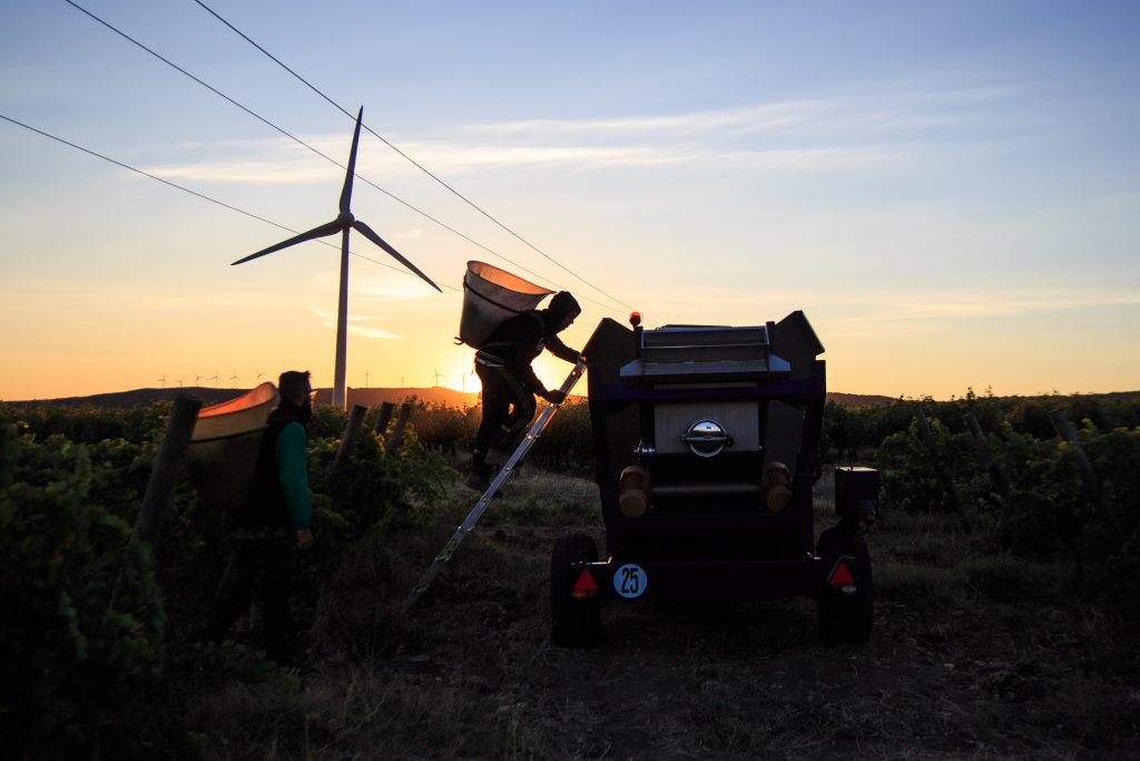 Domaine de la Cendrillon - Vins bio des Corbières - Vendanges 2019