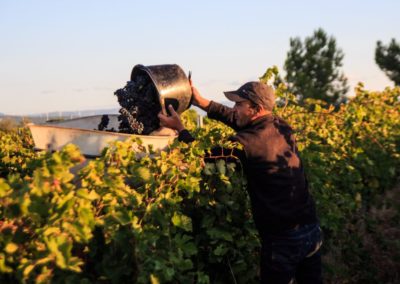 Domaine de la Cendrillon - Vins bio des Corbières -
Vendanges 2019