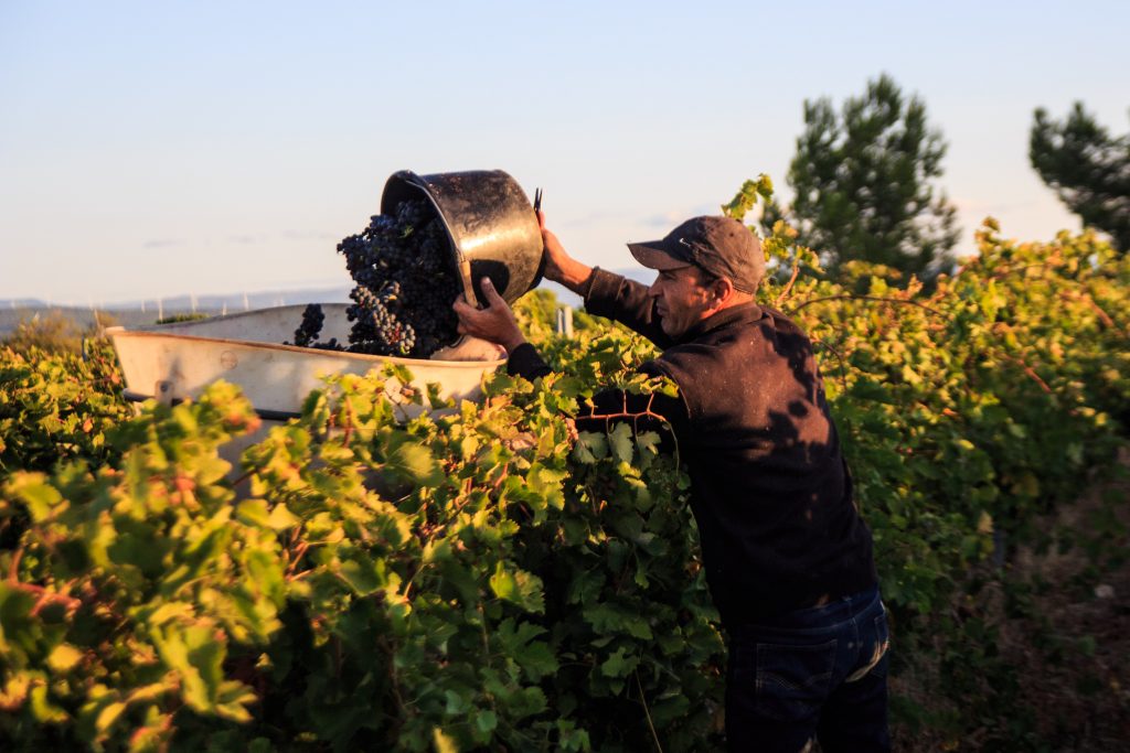 Domaine de la Cendrillon - Vins bio des Corbières - Vendanges 2019