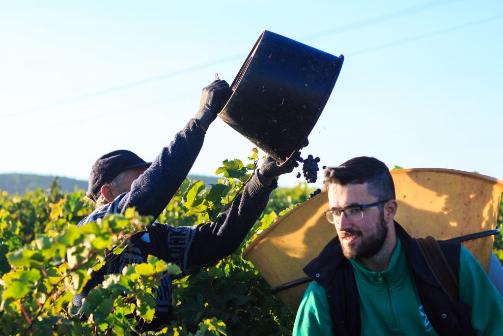 Domaine de la Cendrillon - Vins bio des Corbières - Vendanges 2019