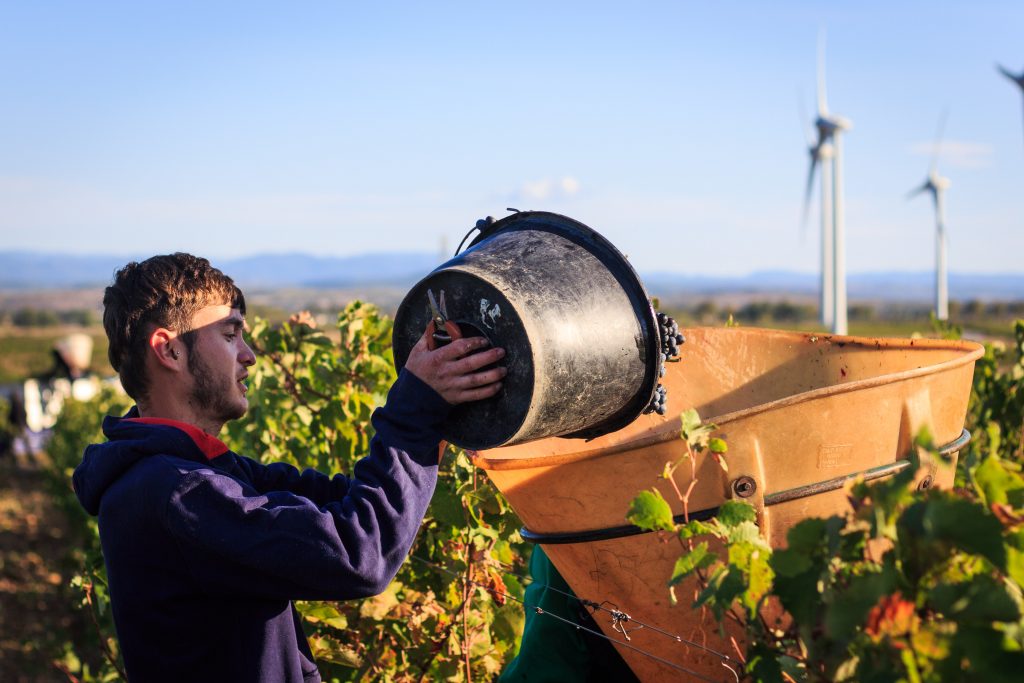 Domaine de la Cendrillon - Vins bio des Corbières - Vendanges 2019