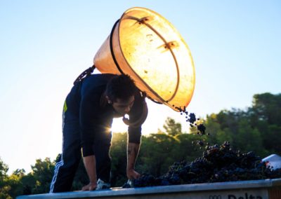 Domaine de la Cendrillon - Vins bio des Corbières -
Vendanges 2019