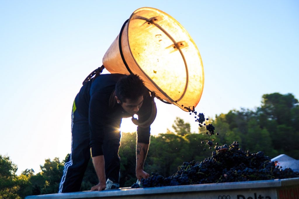 Domaine de la Cendrillon - Vins bio des Corbières - Vendanges 2019