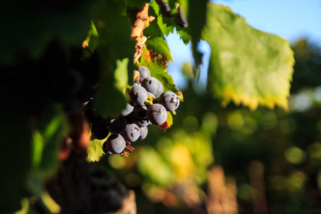 Domaine de la Cendrillon - Vins bio des Corbières - Vendanges 2019