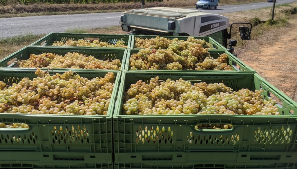Domaine de la Cendrillon - Vins bio des Corbières - Vendange des blancs en cagette