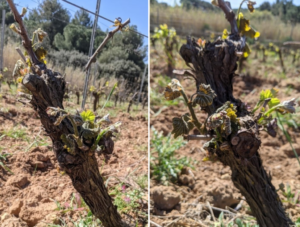 Domaine de la Cendrillon - Vins bio des Corbières - Bourgeons noirs et brulés sur l’une de nos parcelles