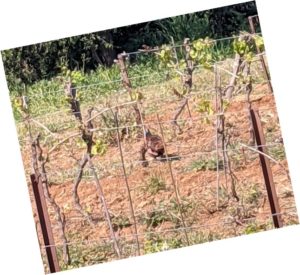 Domaine de la Cendrillon - Vins bio des Corbières - Millésime Bio - Faisan