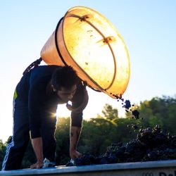 Domaine La Cendrillon - Vendanges et millésime 2019