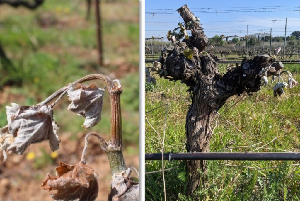 Domaine de la Cendrillon - Vins bio des Corbières - Bourgeons après la nuit de gel du 7 et 8 avril