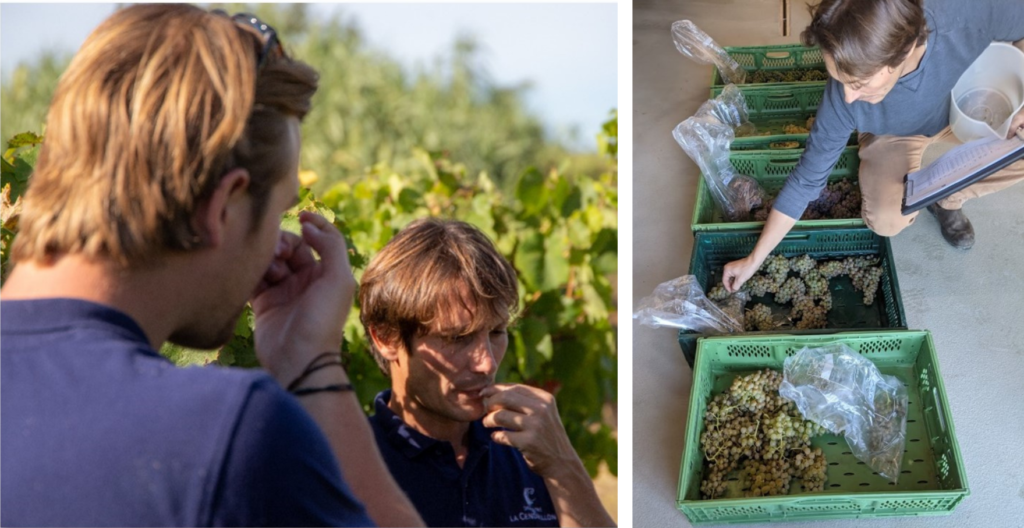 Domaine de la Cendrillon - Vins bio des Corbières - On goûte les baies de raisins et on évalue les maturités