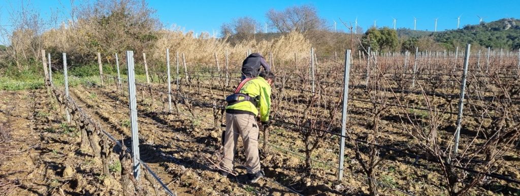 Domaine de la Cendrillon - Vins bio des Corbières - Tailler au soleil avec des températures chaudes, l’inquiétude commençait à monter…