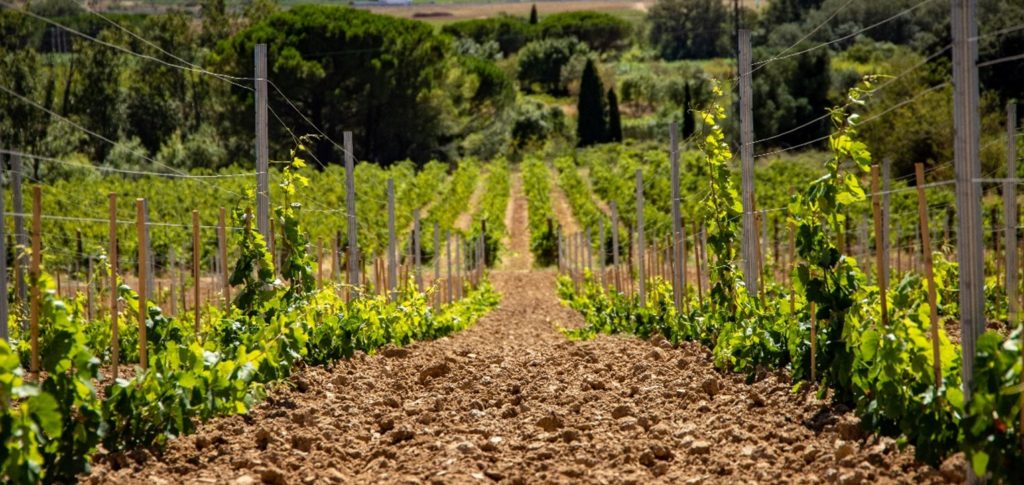 Domaine de la Cendrillon - Vins bio des Corbières - Un plantier de Carignan