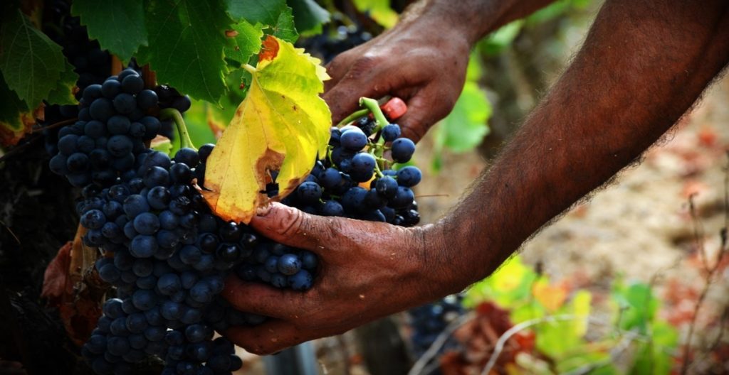 Domaine de la Cendrillon - Vins bio des Corbières - Vendange d’une de nos parcelles de syrah