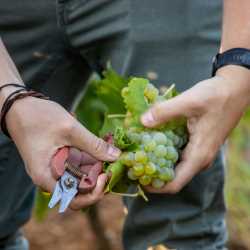 Domaine La Cendrillon - Première quinzaine des vendanges 2020