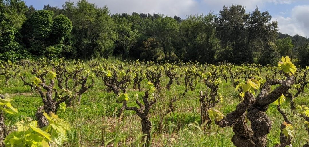 Domaine de la Cendrillon - Vins bio des Corbières - Millésime Bio - Le printemps 2020