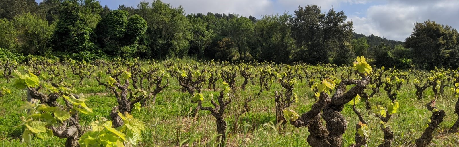 Domaine La Cendrillon - Le printemps à La Cendrillon