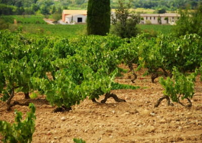 Domaine de la Cendrillon - Vins bio des Corbières - vieilles vignes